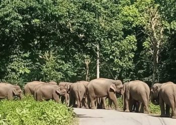डिभिजन वन कार्यालय झापाले हात्तीबाट सवाधान रहन गस्ती र माइकिङ गर्न सुरु