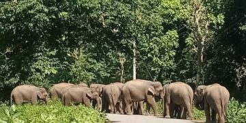 डिभिजन वन कार्यालय झापाले हात्तीबाट सवाधान रहन गस्ती र माइकिङ गर्न सुरु