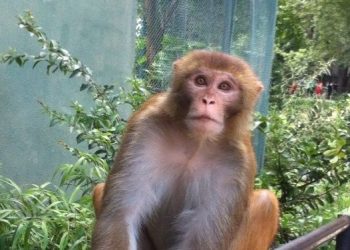 प्रेरक प्रसंग : बाँदरको बगैंचा– पर्शुराम रिजाल