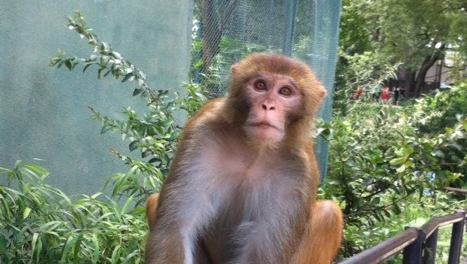 प्रेरक प्रसंग : बाँदरको बगैंचा– पर्शुराम रिजाल