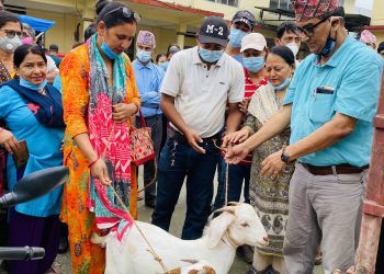 विर्तामोडका कृषकहरुले पाए उन्नतजातका बोका तथा कृषि सामाग्री