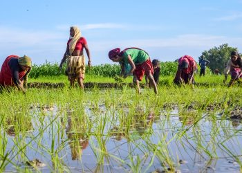 प्रदेश १ मा ८० प्रतिशत रोपाइँ