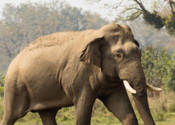 उदयपुरमा जंगली हात्तीको आक्रमणबाट यादवको निधन