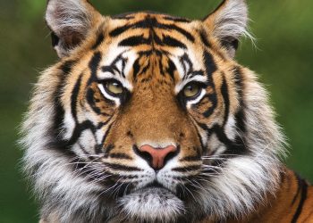 बर्दियामा बाघको आक्रमणबाट एक जनाको मृत्यु