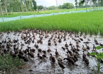 झापामा धान गोड्न खेतालाको रुपमा हाँसको प्रयोग : उत्पादन बढाउन रोग कीरा नियन्त्रण गर्ने नयाँ प्रविधि