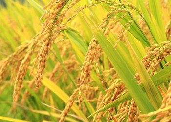 हाइब्रिड धानमा प्रविधि हस्तान्तरण परियोजना सञ्चालन गरिँदै