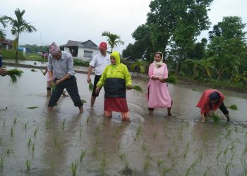 लोप हुदैँ गएको बेठी संरक्षणमा मेचीनगरवासी : १९ औं राष्ट्रिय धान दिवसको अवसरमा सांसद देखि नेतासम्म रोपाहार