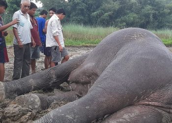 अर्जुनधारामा फेरि अर्को मृत हात्ती फेला