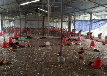 पोल्ट्रीको राजधानी मै थला पर्न थाल्यो पोल्ट्री व्यवसाय