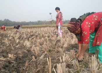 बाहुनडाँगीमा औषधिजन्य वनस्पती खेती सुरु