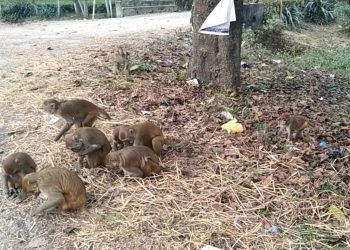बाँदर आतंकका कारण मेचीनगरवासी हैरान : बाँदरबाट हुने क्षतिमा राहत दिन नमिल्ने बनको भनाई