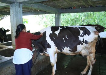 बिर्तामोड नगरपालिकामा ‘लम्कि स्किन’ विरुद्वको खोप लगाउन सुरु