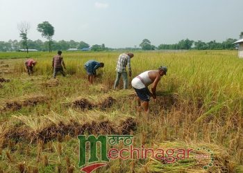 दशैँमा धान थन्काउन किसानलाई चटारो(फोटो फिचर)