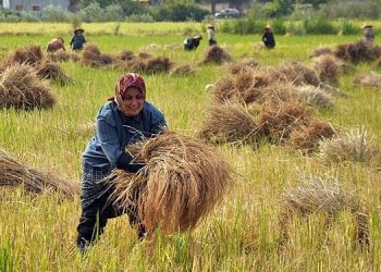 किसानलाई धान थन्क्याउन चटारो, यसवर्ष धानको उत्पादन बढ्ने अनुमान