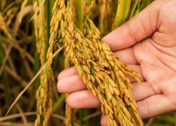 कोशी प्रदेशमा धान उत्पादनसँगै मूल्य पनि बढ्दा किसान उत्साहित