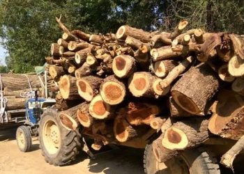 झापामा काठ बरामद  :  दशमहिनामा ६ सय क्युविक फिट भन्दा बढीका अवैध काठ बरामद