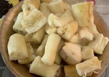 सिमल तरुल बालीको विकास प्रवद्र्धन तथा संरक्षणमा मेचीनगरको विशेष जोड, प्रोटिन र फ्याट शून्य रहेकाले जुनसुकै स्वास्थ्य समस्या भएकाले खान मिल्ने विज्ञको भनाई