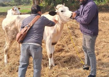 मेचीनगरमा ३५ हजार पशुलाई महामारी रोग विरुद्धको खोप : पशु प्राविधिक र भ्याक्सीनेटरहरुको संयुक्त टोली परिचालन