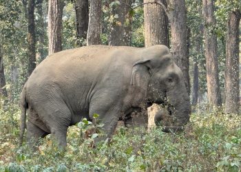 चारआली जंगलमा देखिएको ‘एक्ले हात्ती’ वन कार्यालयको निगरानीमा