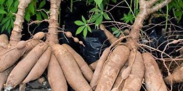 मेचीनगरका किसान सिमल तरुल खेतीतर्फ आकर्षित