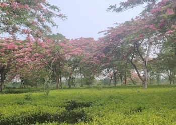 A serene landscape photograph of a tea garden with vibrant pink flowering trees. The lush green tea plants are neatly arranged in rows, while the trees with pink flowers are scattered throughout the garden. The sky above is a soft, hazy blue. No people are visible in the image.