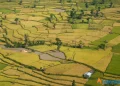 पाकेको धानबाली र कृषक