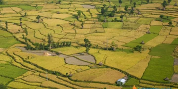 पाकेको धानबाली र कृषक