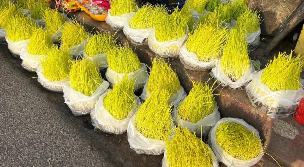 काठमाडौंमा बिक्रीका लागि राखिएको दशैँको जमरा
