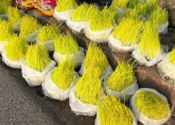 काठमाडौंमा बिक्रीका लागि राखिएको दशैँको जमरा