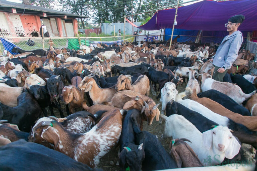 दसैँको बजारमा बिक्रीका लागि राखिएका खसीबोका र किनमेल गरिरहेका ग्राहकहरू