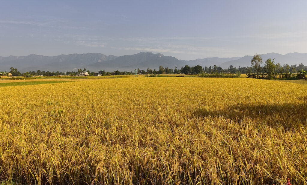 नेपालमा पाकेको धानबालीको दृश्य