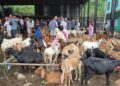 धरान कृषिउपज बजारमा खसीबोका खरिदबिक्री गरिरहेका किसान तथा व्यापारीहरू