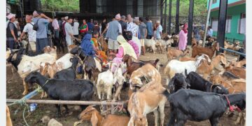 धरान कृषिउपज बजारमा खसीबोका खरिदबिक्री गरिरहेका किसान तथा व्यापारीहरू