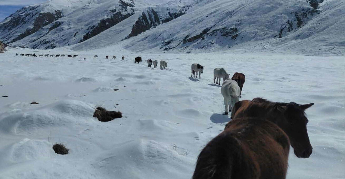 हुम्लाको लिमीमा हिमपातबाट उद्धार गरिएका चौरीगाई तथा पशुहरू