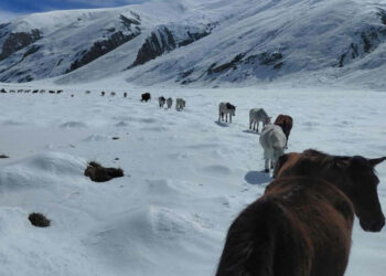 हुम्लाको लिमीमा हिमपातबाट उद्धार गरिएका चौरीगाई तथा पशुहरू