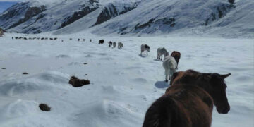 हुम्लाको लिमीमा हिमपातबाट उद्धार गरिएका चौरीगाई तथा पशुहरू