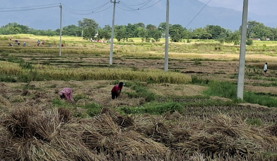 हिमपातले बेपत्ता चौरीसहित ३०७ पशुको उद्धार