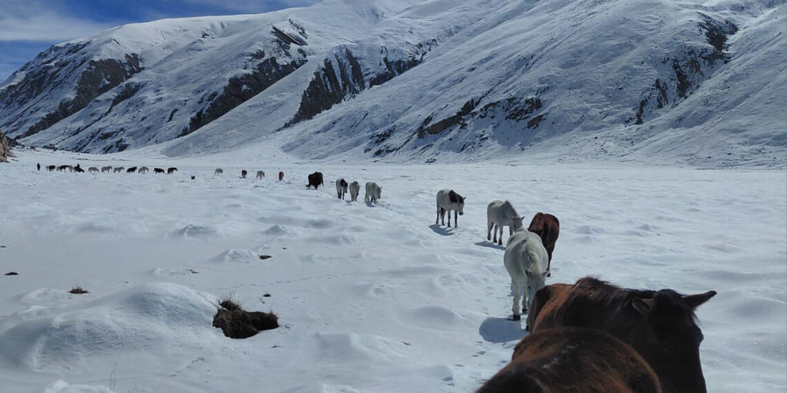 हुम्लाको लिमी क्षेत्रमा गरिएको पशु उद्धारको दृश्य